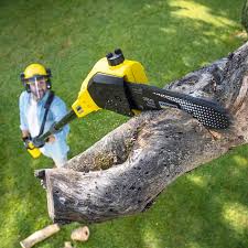 Best Lawn Maintenance Plans  in West Bountiful, UT